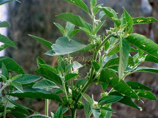  Plant